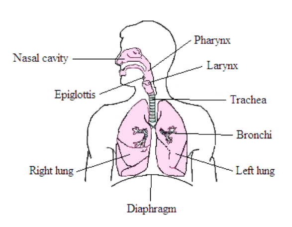 online-quiz-for-grade-6-on-unit-12-respiratory-system-test
